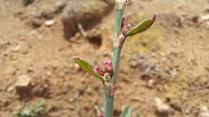 Attēlu rezultāti vaicājumam “Polygonum arenastrum flower”