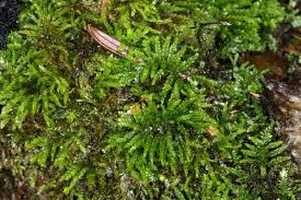 Attēlu rezultāti vaicājumam “Eurhynchiastrum pulchellum”