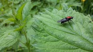 Attēlu rezultāti vaicājumam “Clitellaria ephippium”