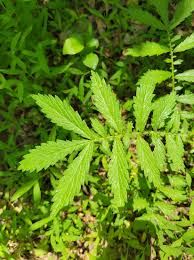 Attēlu rezultāti vaicājumam “Agrimonia eupatoria leaf”