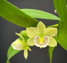 Attēlu rezultāti vaicājumam “Diderma radiatum young”