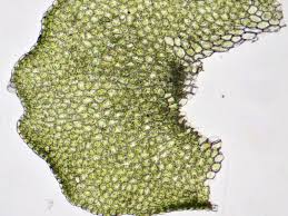 Attēlu rezultāti vaicājumam “Porella cordaeana”