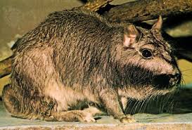 Image result for viscacha