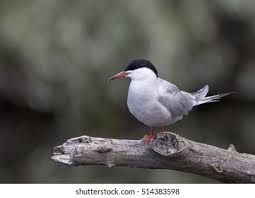 Attēlu rezultāti vaicājumam “Sterna hirundo adult”