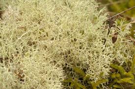Attēlu rezultāti vaicājumam “Cladonia ciliata”