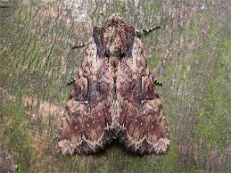 Attēlu rezultāti vaicājumam “Apamea epomidion”