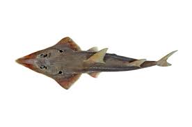 Image result for Rhynchobatus australiae