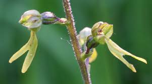 Attēlu rezultāti vaicājumam “Listera ovata flower”