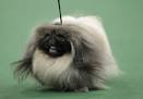 Westminster Kennel Club Dog Show 2012: Cutest Dogs Steal the Show