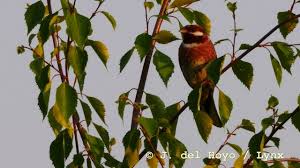 Image result for Emberiza leucocephalos