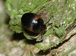 Attēlu rezultāti vaicājumam “Anisotoma humeralis”