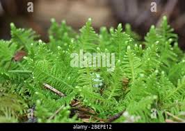 Attēlu rezultāti vaicājumam “Ptilium crista-castrensis sporophyte”