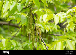 Attēlu rezultāti vaicājumam “Juglans mandshurica leaf”