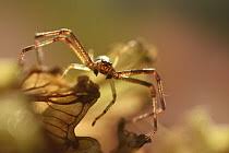 Attēlu rezultāti vaicājumam “Diaea dorsata”