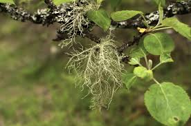 Attēlu rezultāti vaicājumam “Cetraria islandica”