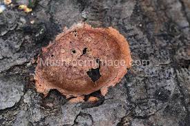 Attēlu rezultāti vaicājumam “Fuligo leviderma”