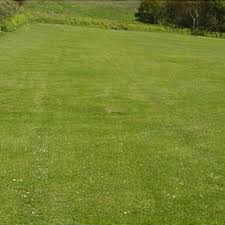 Attēlu rezultāti vaicājumam “Agrostis canina”