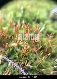 Attēlu rezultāti vaicājumam “Tetraphis pellucida sporophyte”