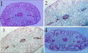 Attēlu rezultāti vaicājumam “Spergularia marina leaf”