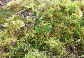 Attēlu rezultāti vaicājumam “Pogonatum dentatum”