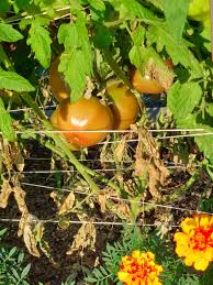 Afbeeldingsresultaat voor carbon tomato