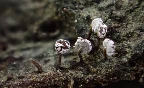 Attēlu rezultāti vaicājumam “Physarum flavicomum macro”