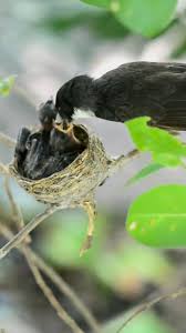 Attēlu rezultāti vaicājumam “Turdus merula nest”