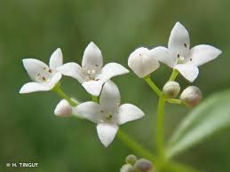 Attēlu rezultāti vaicājumam “Galium elongatum”