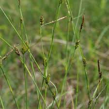 Attēlu rezultāti vaicājumam “Carex x bakkeriana”