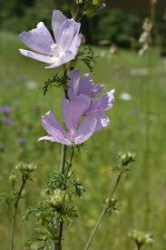 Image result for Malva moschata