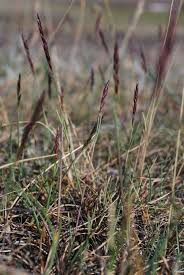 Attēlu rezultāti vaicājumam “Festuca rubra subsp. rubra”