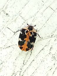 Attēlu rezultāti vaicājumam “Anthrenus sp.”