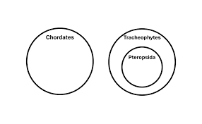 Attēlu rezultāti vaicājumam “Pteropsida”