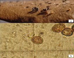 Attēlu rezultāti vaicājumam “Craterium aureonucleatum”