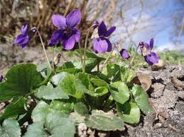 Image result for Viola odorata