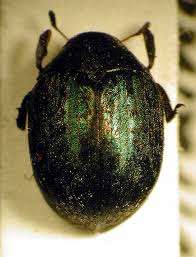 Attēlu rezultāti vaicājumam “Byrrhidae”