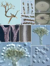 Attēlu rezultāti vaicājumam “Xylaria”