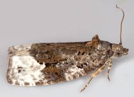 Attēlu rezultāti vaicājumam “Apotomis betuletana”