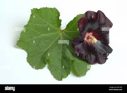 Image result for Alcea (althaea) rosea