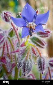 Attēlu rezultāti vaicājumam “Borago officinalis bud”