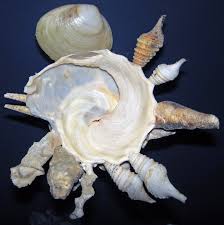 Attēlu rezultāti vaicājumam “Sclerophora pallida”