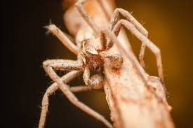 Attēlu rezultāti vaicājumam “Pisaura mirabilis male”