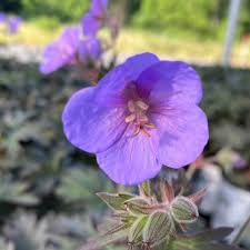 Image result for Geranium pratense