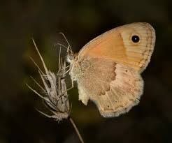 Attēlu rezultāti vaicājumam “Coenonympha hero underside”