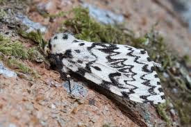 Attēlu rezultāti vaicājumam “Lymantria monacha imago”