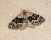 Attēlu rezultāti vaicājumam “Xanthorhoe quadrifasiata”