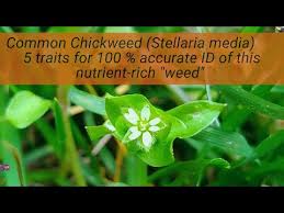 Attēlu rezultāti vaicājumam “Stellaria media flower”