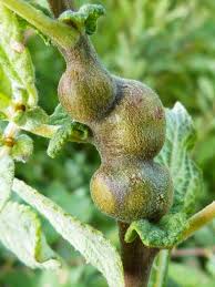 Attēlu rezultāti vaicājumam “Rabdophaga salicis”