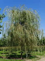 Attēlu rezultāti vaicājumam “Salix”