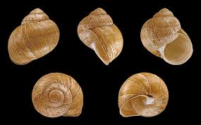 Attēlu rezultāti vaicājumam “Helix pomatia”